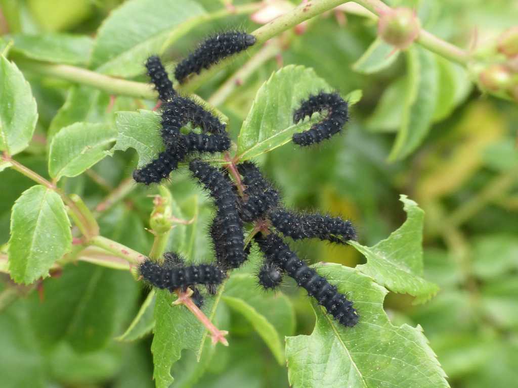 Giovani bruchi su rosa selvatica